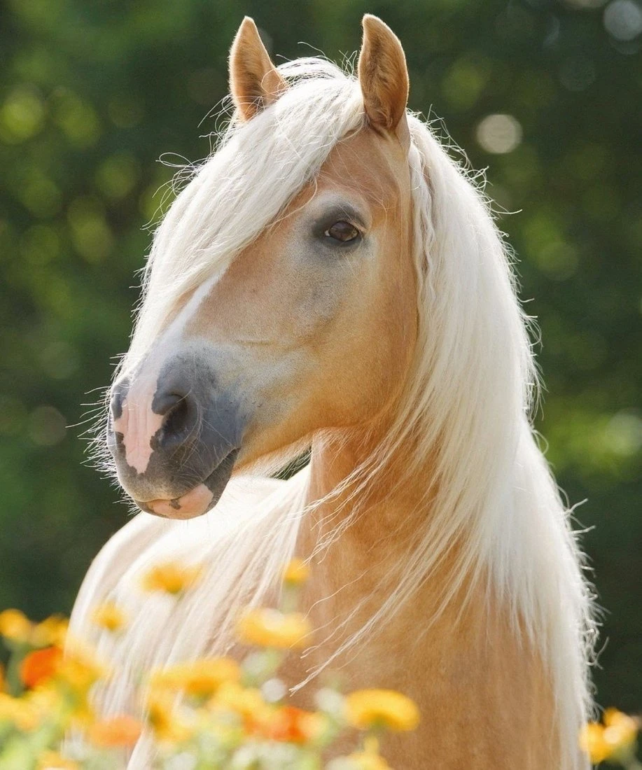 Алмазная мозаика Золотистая лошадь, 22х32 см, 28 цв, полное заполнение, с Алмазная мозаика Золотистая лошадь, 22х32 см, 28 цв, полное заполнение, с