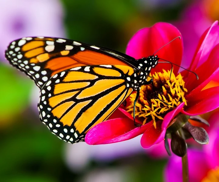 Холст с красками 17х22 по номерам (в коробке) (14цв.) Бабочка не летнем цветке
