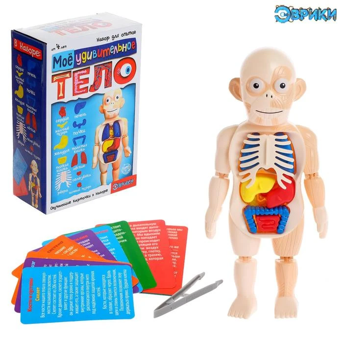 Набор для опытов «Мое удивительное тело» Набор для опытов «Мое удивительное тело»