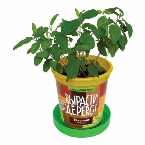 Набор для выращивания растений ВЫРАСТИ ДЕРЕВО! "Эвкалипт лимонный"