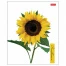 Тетрадь А5 80 л. HATBER скоба, клетка, глянцевая ламинация, SUNFLOWERS (5