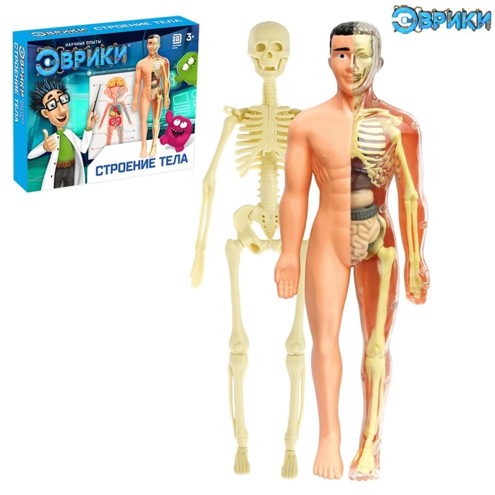 Научный опыт «Строение тела» Научный опыт «Строение тела»