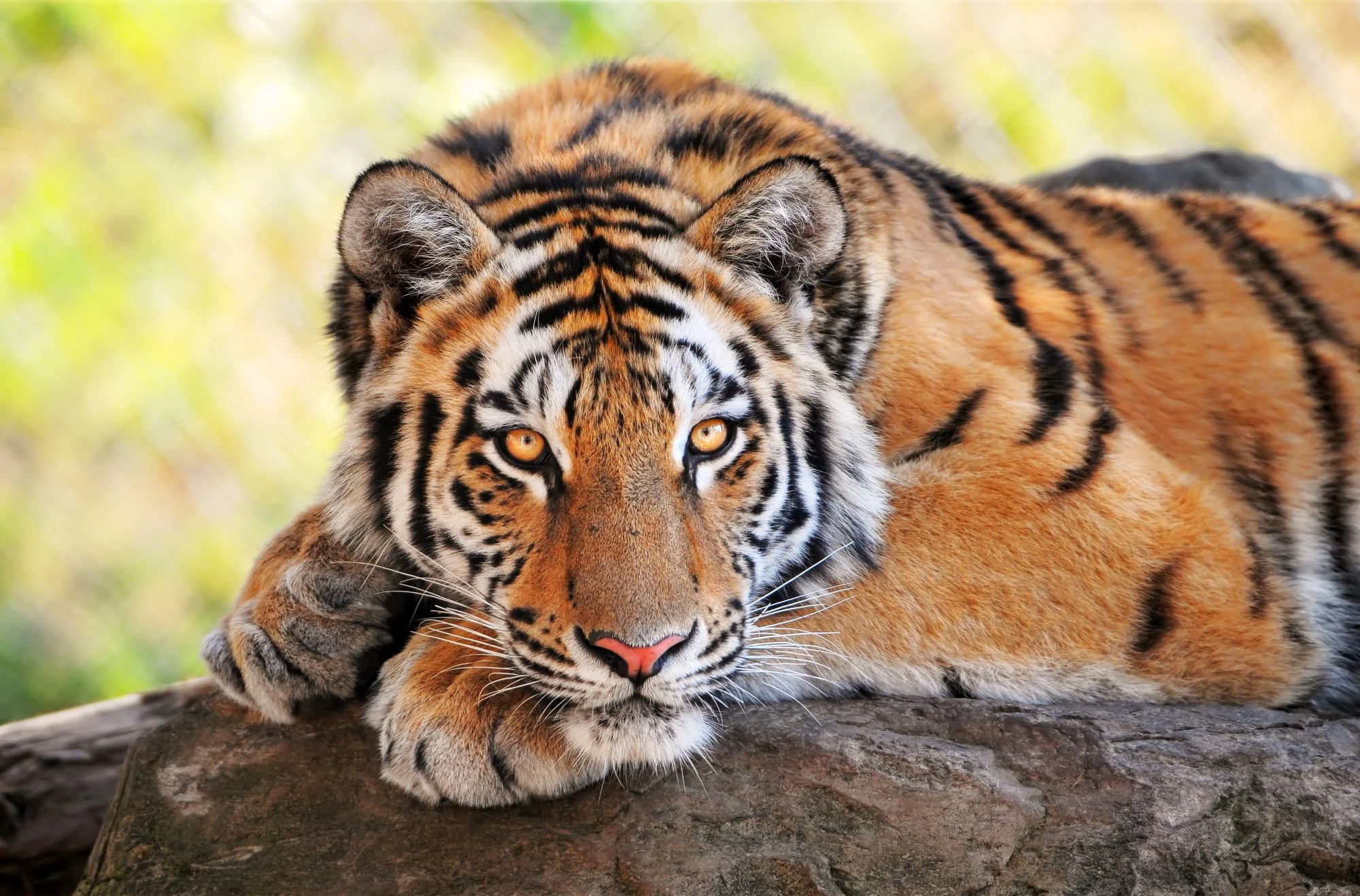 Недорого Цифровая картина раскраска Амурский тигр ©khutorna_art Магазин ВсеТак