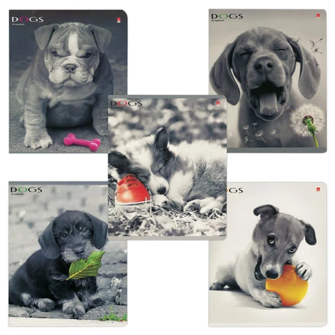 Тетрадь 48 листов, АЛЬТ, клетка, сплошной лак, "Щенки. Контрасты",