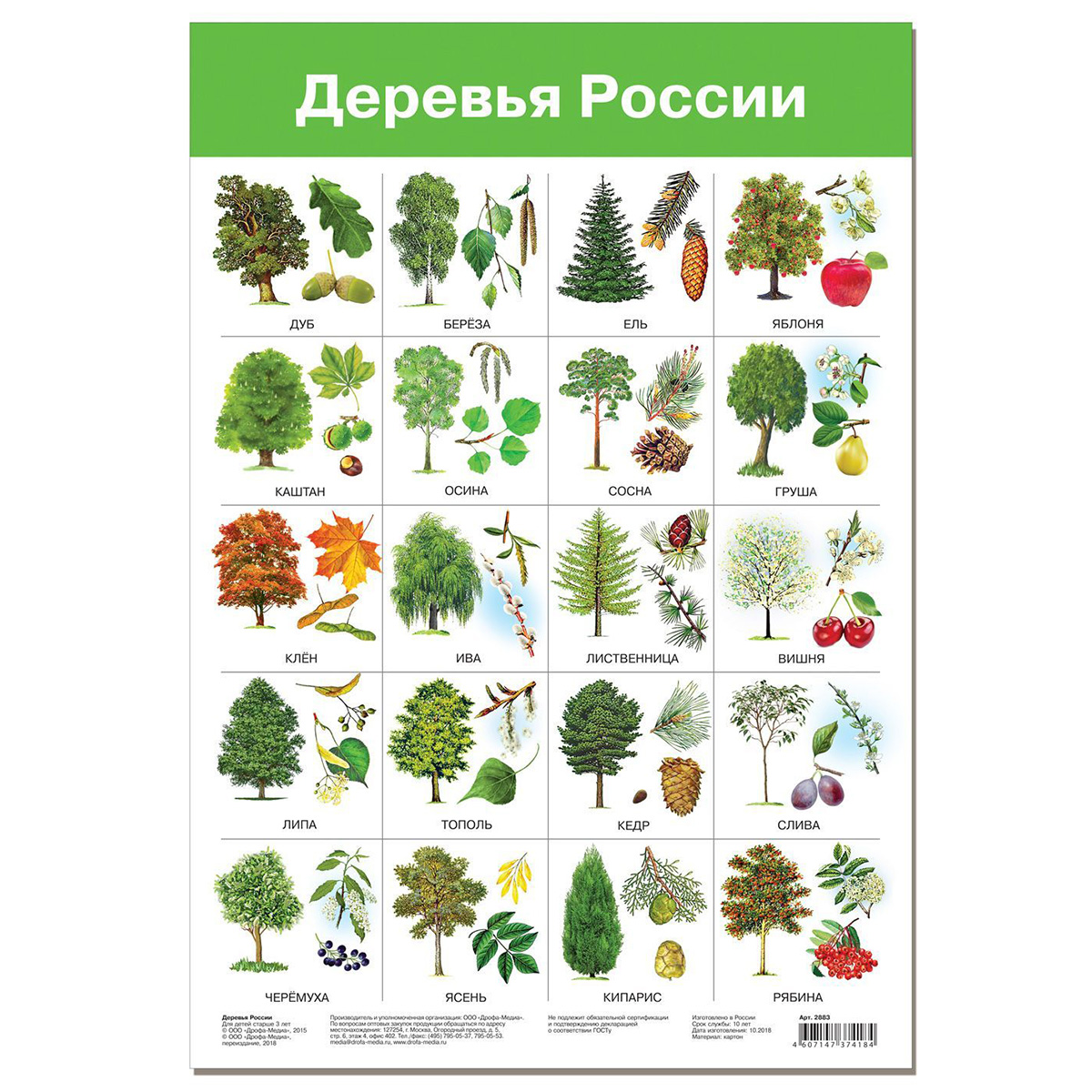 Лиственные деревья средней полосы россии фото и названия